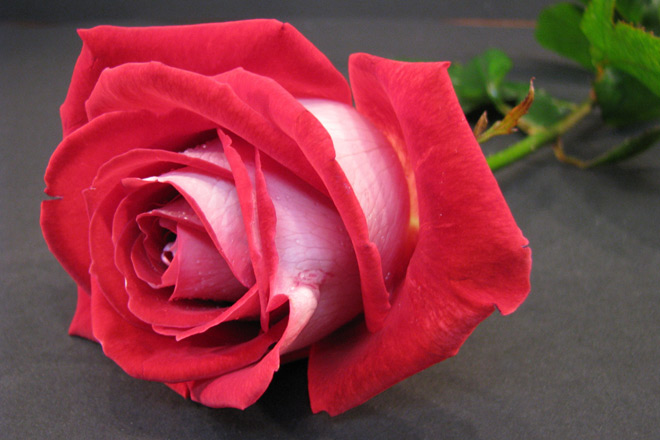 Rosen zur Begrüßung: Internationaler Frauentag in Unna-Massen Eine einzelne rote Rose auf grauem Grund.