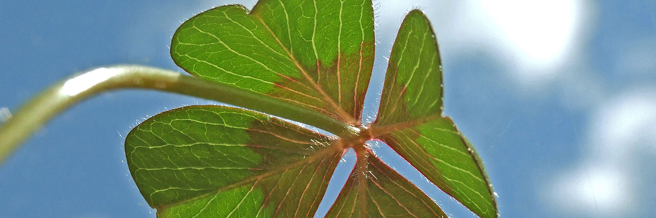 Vierblättriges Kleeblatt vor blauem Himmel